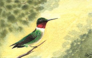 Ruby-throat Hummingbird