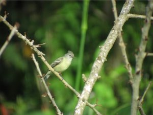 Southern Beardless Tyrannulet