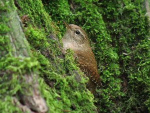 wren