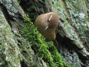 moss inspection