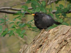 shaking blackbird