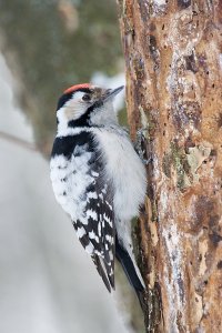 Lesser Spotted Woodpecker