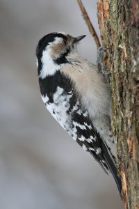 Lesser Spotted Woodpecker