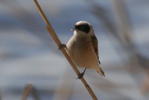 Penduline Tit