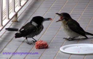 Grey Butcherbird feeding child