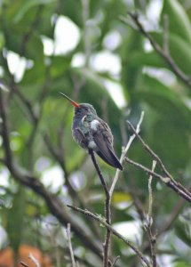 Broad-Billed Hummingbird