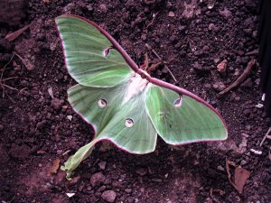 Luna Moth