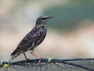 Starling - Look how many stars !