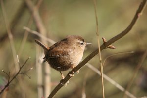 Wren