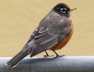 American Robin (again)