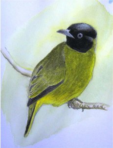 Black-headed Bulbul