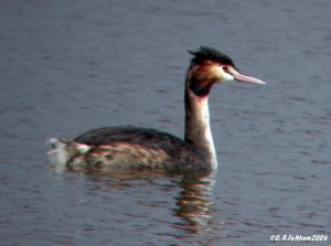 Great Crested Greebe