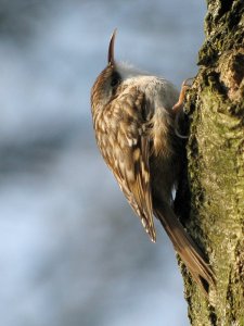 treecreeper at ease