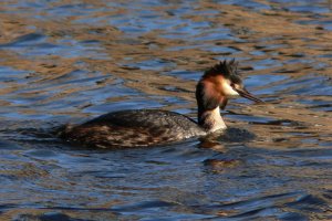 Canal grebe