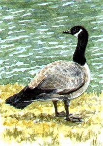 A-Z Challenge "C" - Canada Goose