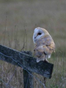 Barn Owl 1