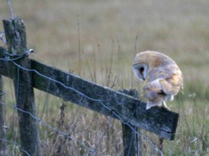 Barn Owl 2