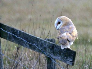 Barn Owl 3