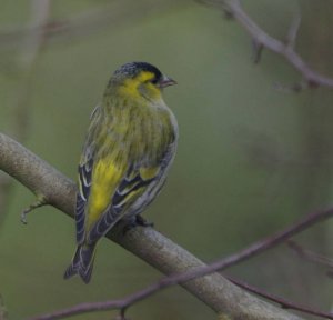 Siskin