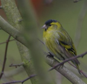 Siskin 2