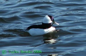 Bufflehead male