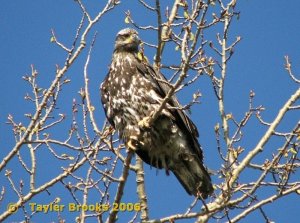 Immature Bald Eagle