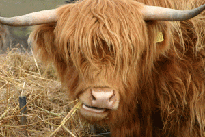 Highland Cow