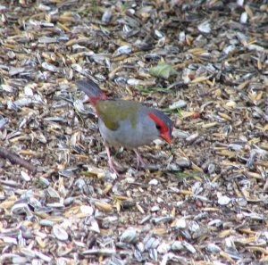 One Red Browed Firetail