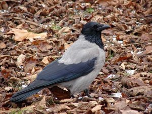 Hooded Crow