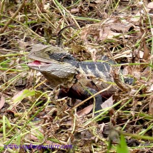 Eastern Water Dragon eating