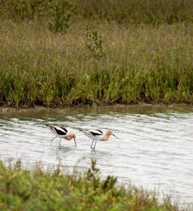 American Avocet