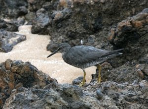 Wandering Tattler