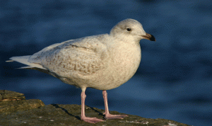 Iceland Gull