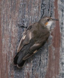 White-throated Treecreeper Female