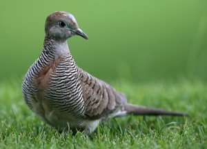 Zebra Dove