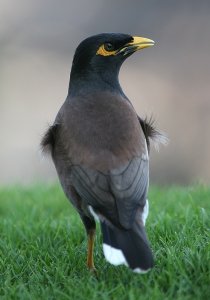 Common Myna