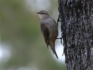 Brown Treecreeper