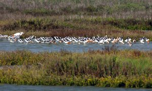 More Avocets