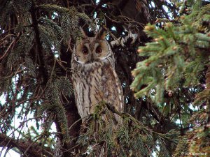 Long-Eared Owl