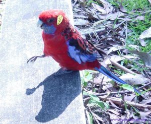 Big-Ear Rosella