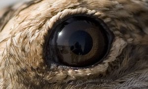 Eye of a snipe