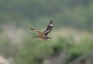 Male Antillean Nighthawk in flight