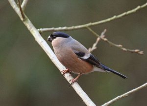 Female Bullfinch