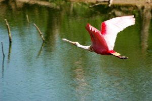 Roseate Spoonbill