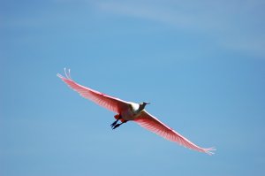 Roseate Spoonball