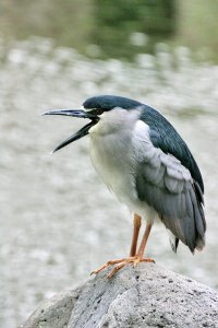 Black-crowned Night Heron