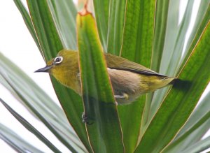 Japanese White-eye