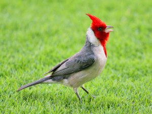 Red-crested Cardinal