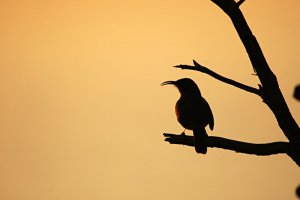 Thrasher sings to the sea