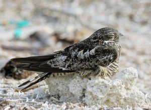 Male Antillean Nighthawk